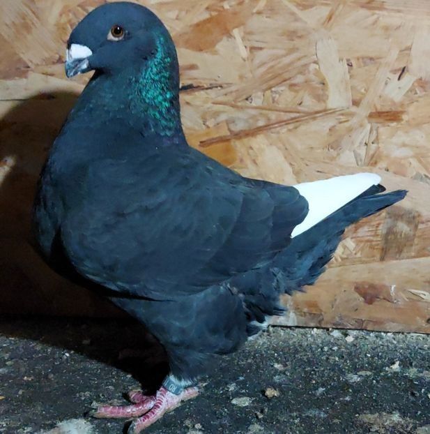  - 3---AGH DAȚI 2019 - 2025