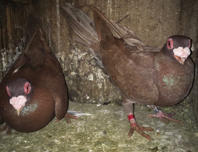 MF2020 - Perechi 2021