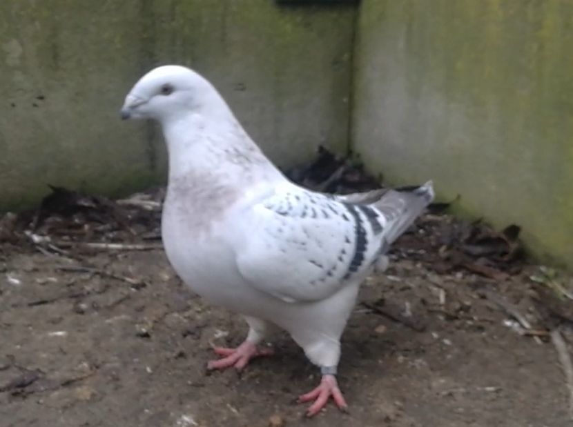 PL20-JRS 42 (F.) - g- MLODE-2020 - Youth