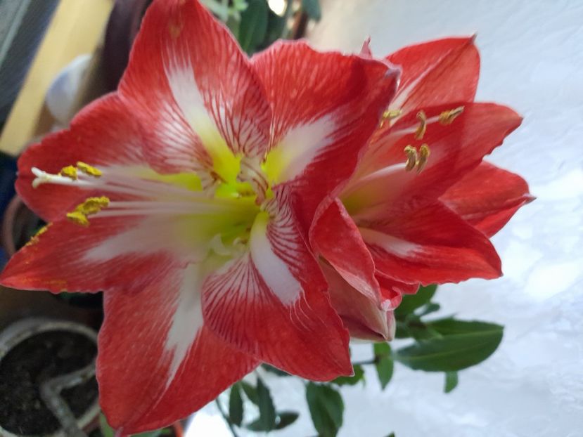 20210105_181426[2] - Amaryllis