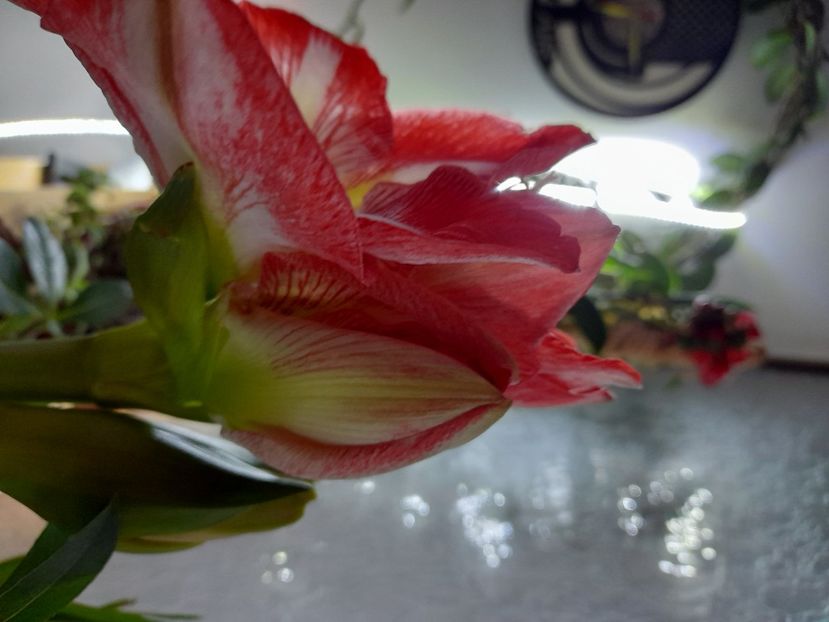 20210105_181445[1] - Amaryllis