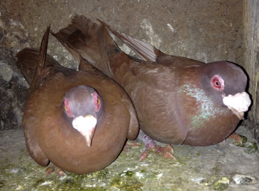 MF2020 - Perechi 2021