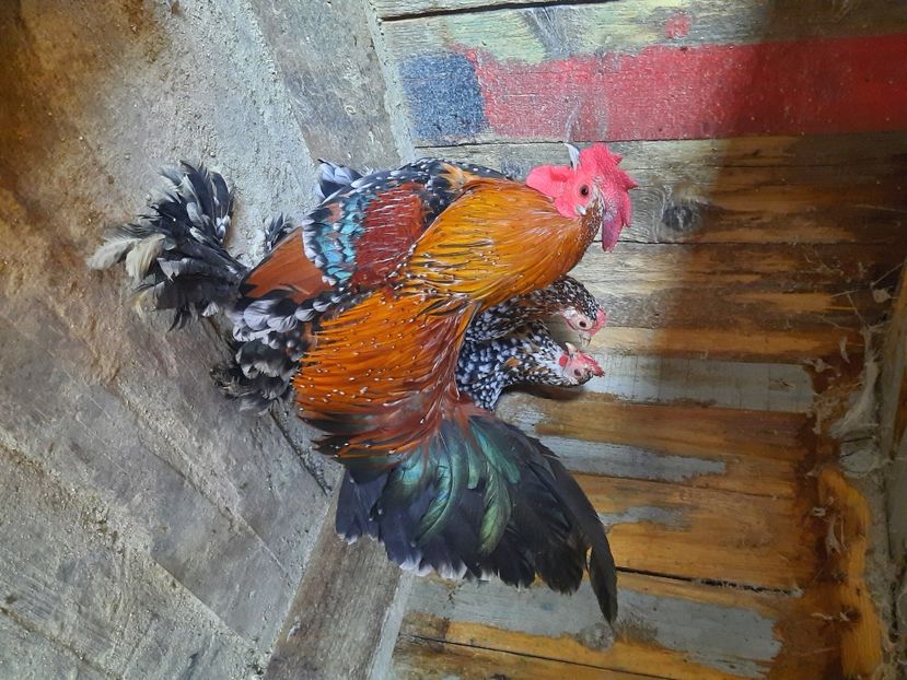  - gaini mii de flori