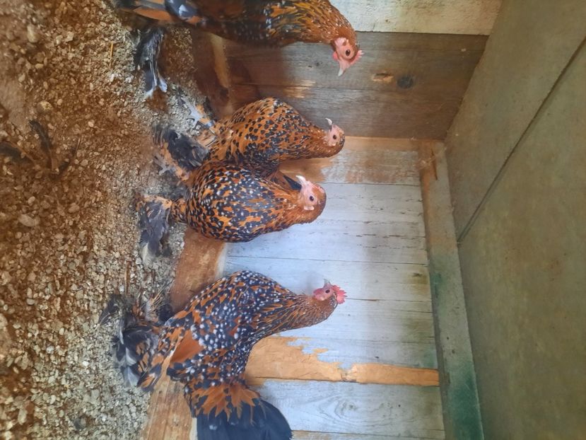  - gaini mii de flori