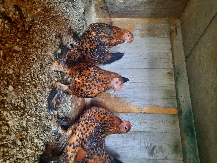  - gaini mii de flori