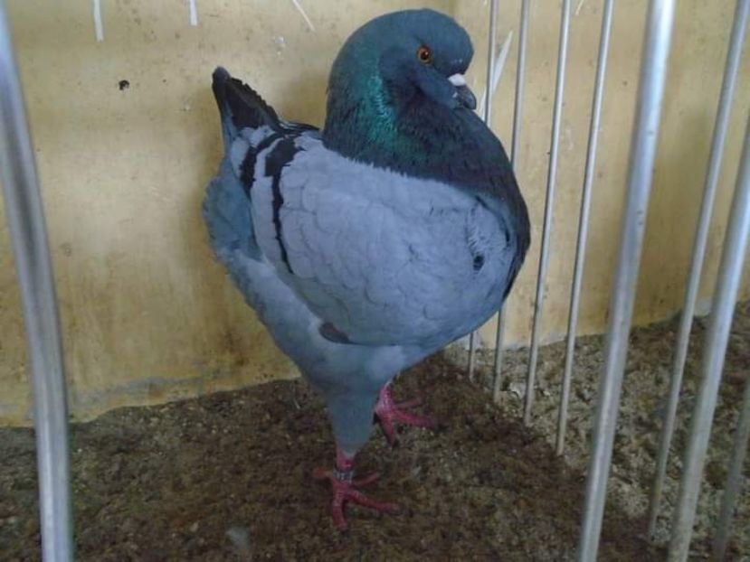 1-0 achizitie K.S. - King 2020