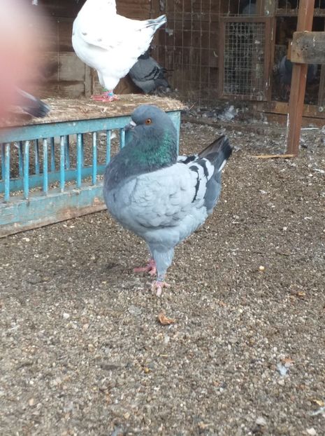 1-0 vandut - King 2020