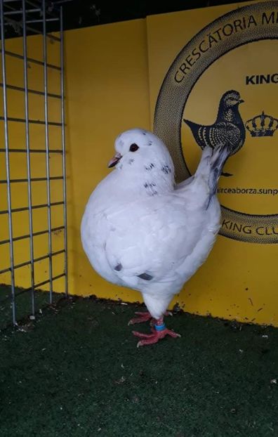 0-1 peter ferencs - b-king-matca de a lungul anilor