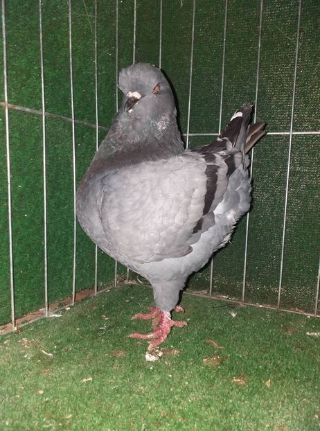 0-1 - b-king-matca de a lungul anilor