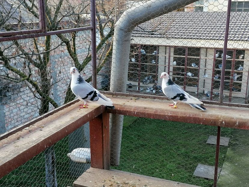  - A-- DE VANZARE JUCATORI DE GALATI