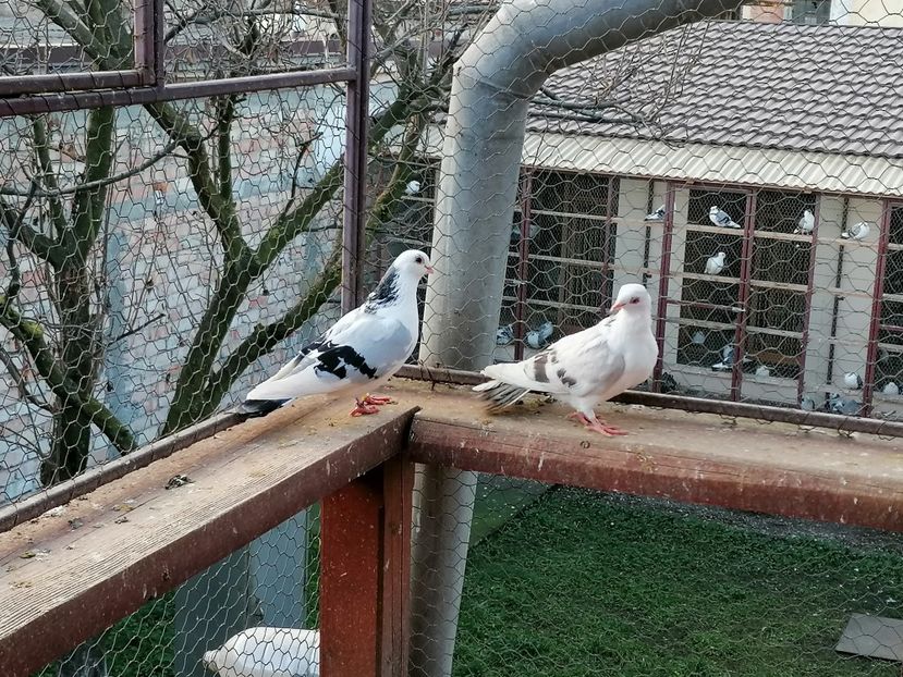  - A-- DE VANZARE JUCATORI DE GALATI