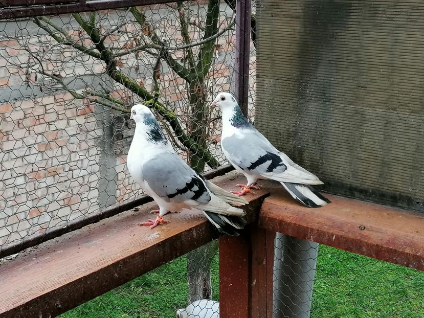 - A-- DE VANZARE JUCATORI DE GALATI