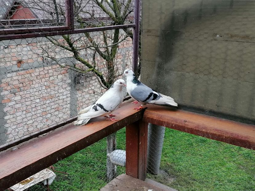  - A-- DE VANZARE JUCATORI DE GALATI