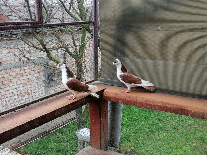  - A-- DE VANZARE JUCATORI DE GALATI