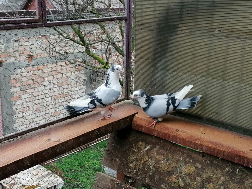  - A-- DE VANZARE JUCATORI DE GALATI