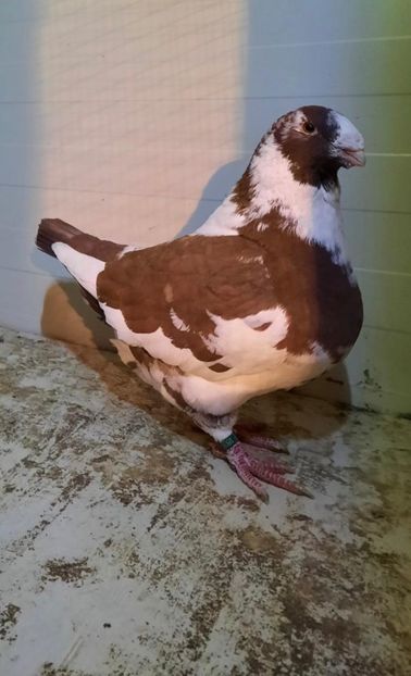 IMG-20201219-WA0018 - Porumbei americani giant homer vanduti