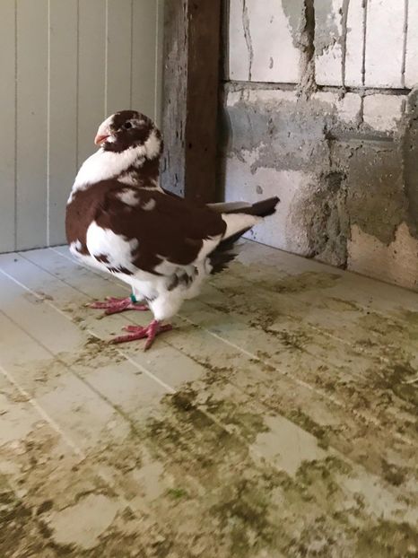 IMG-20201022-WA0024 - Porumbei americani giant homer vanduti