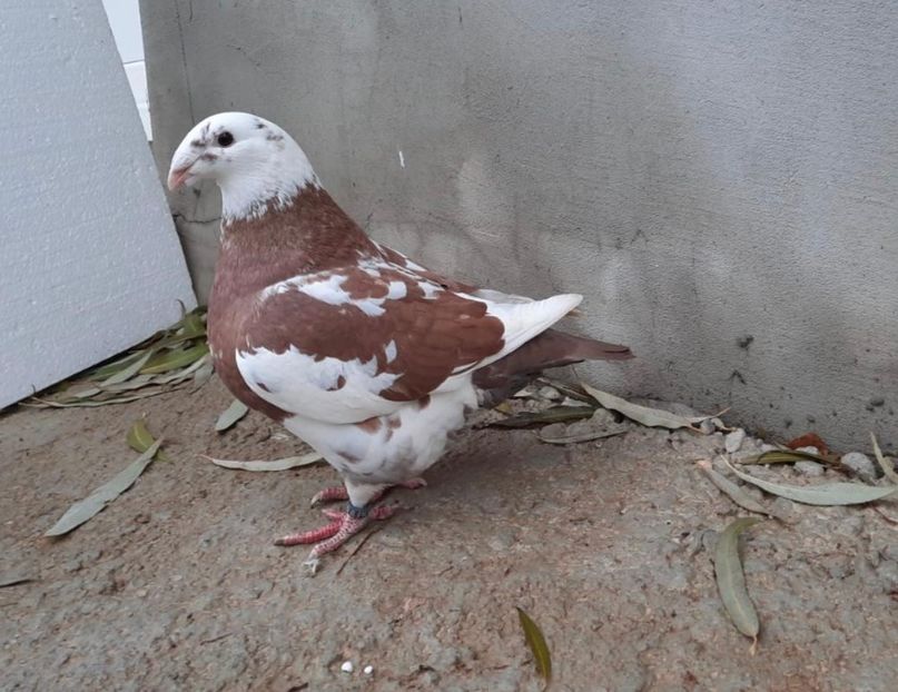 IMG-20201216-WA0061 - Porumbei americani giant homer vanduti