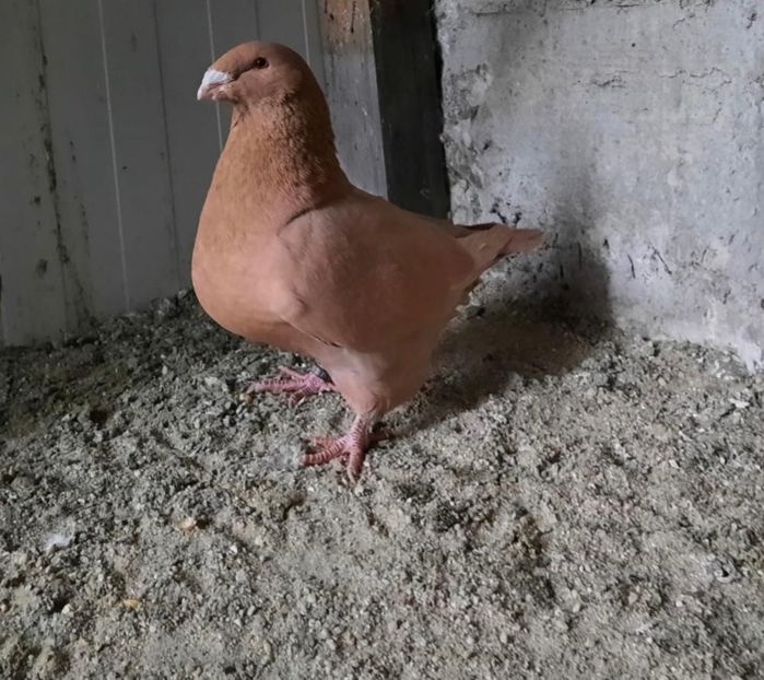 IMG-20201216-WA0062 - Porumbei americani giant homer vanduti