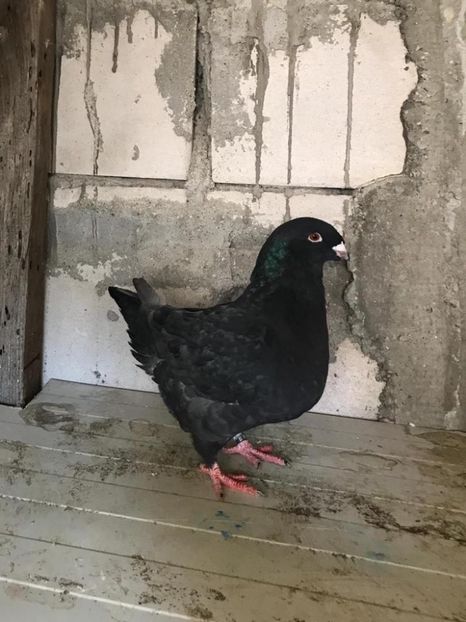 IMG-20201217-WA0007 - Porumbei americani giant homer vanduti