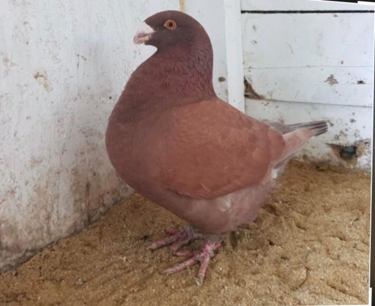 IMG-20201127-WA0026 - Porumbei americani giant homer vanduti