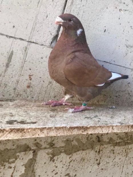 IMG-20201127-WA0023 - Porumbei americani giant homer vanduti