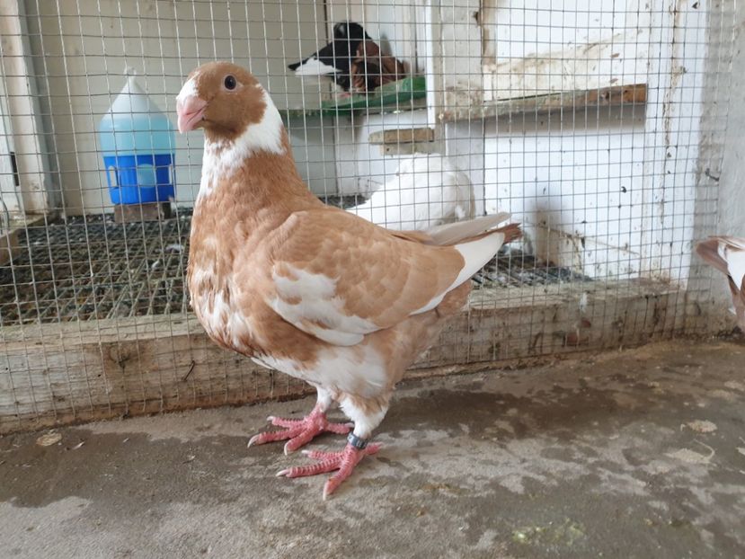  - Porumbei americani giant homer vanduti