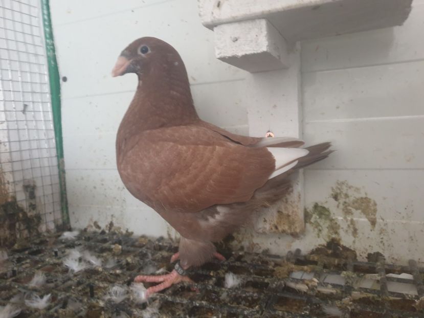  - Porumbei americani giant homer vanduti