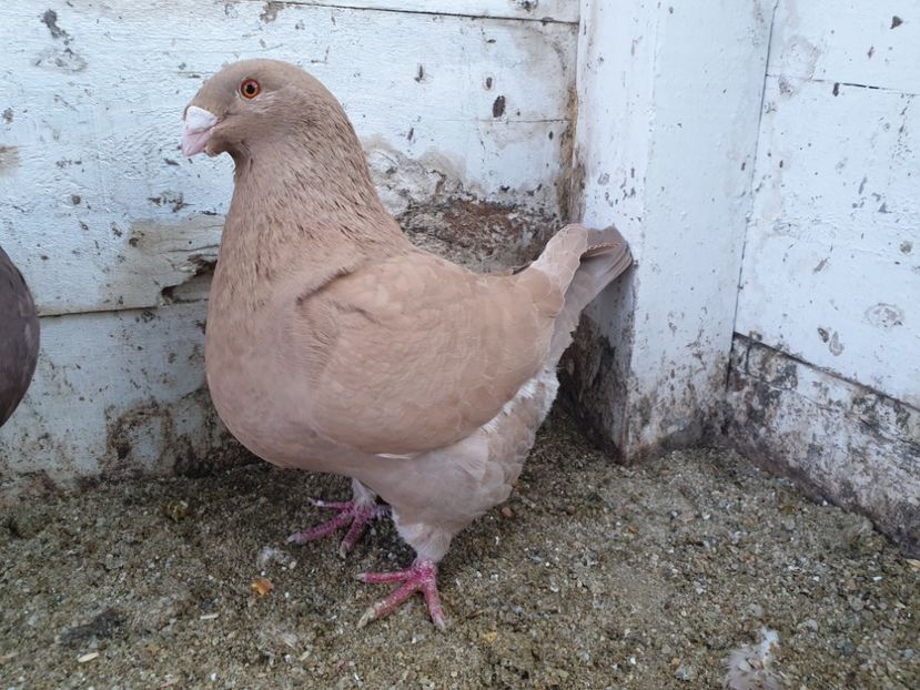  - Porumbei americani giant homer vanduti