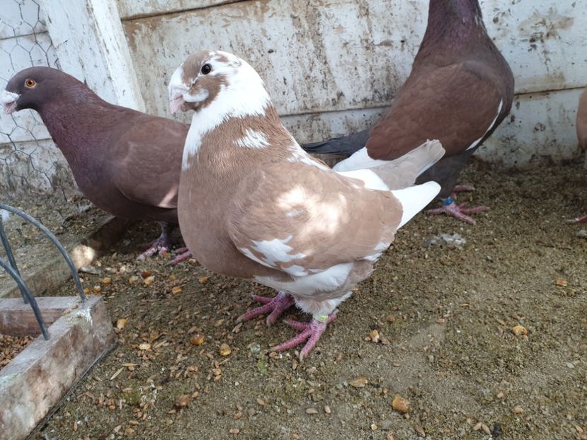  - Porumbei americani giant homer vanduti