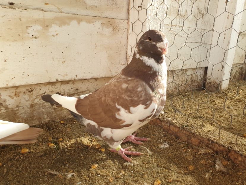  - Porumbei americani giant homer vanduti