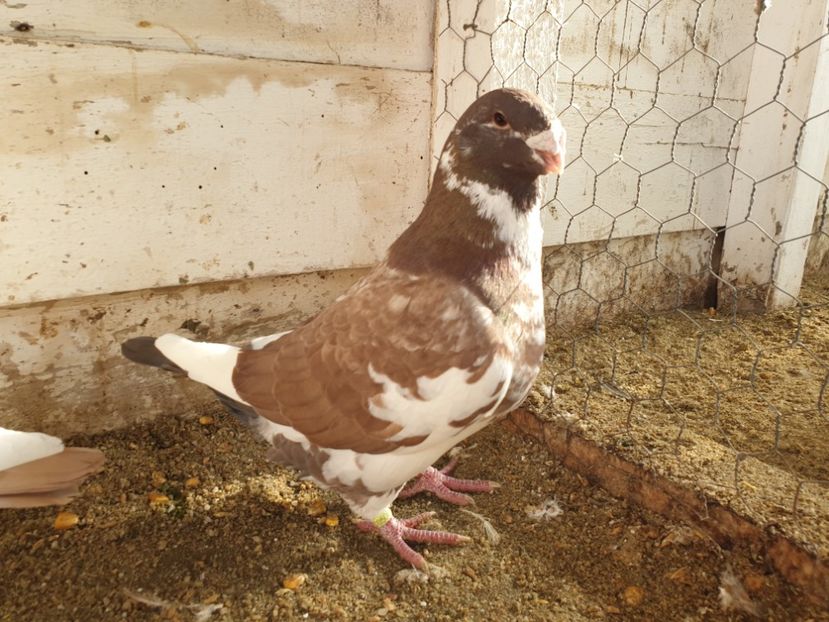  - Porumbei americani giant homer vanduti