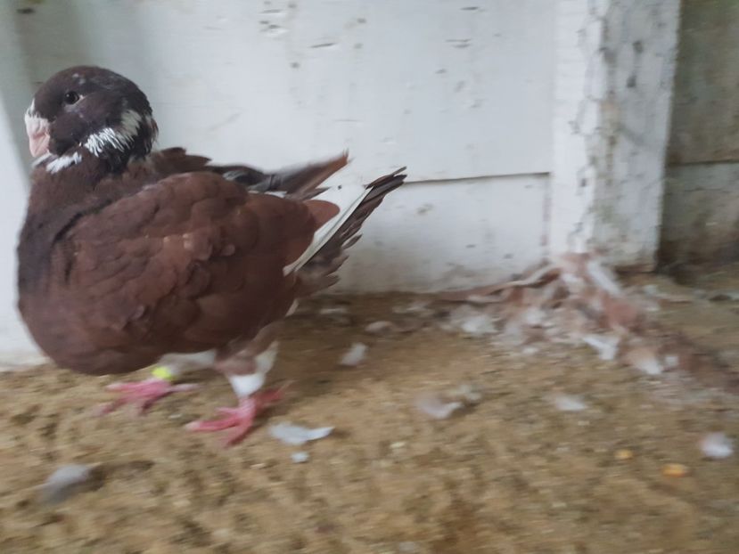  - Porumbei americani giant homer vanduti