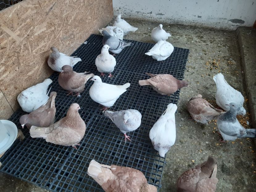  - 07 PUI TEXANI 2022