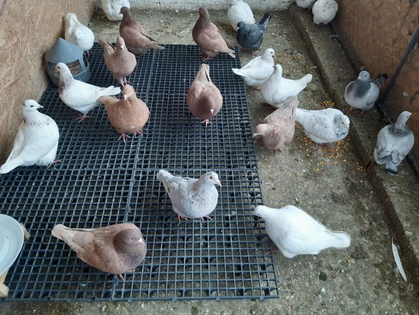  - 07 PUI TEXANI 2022