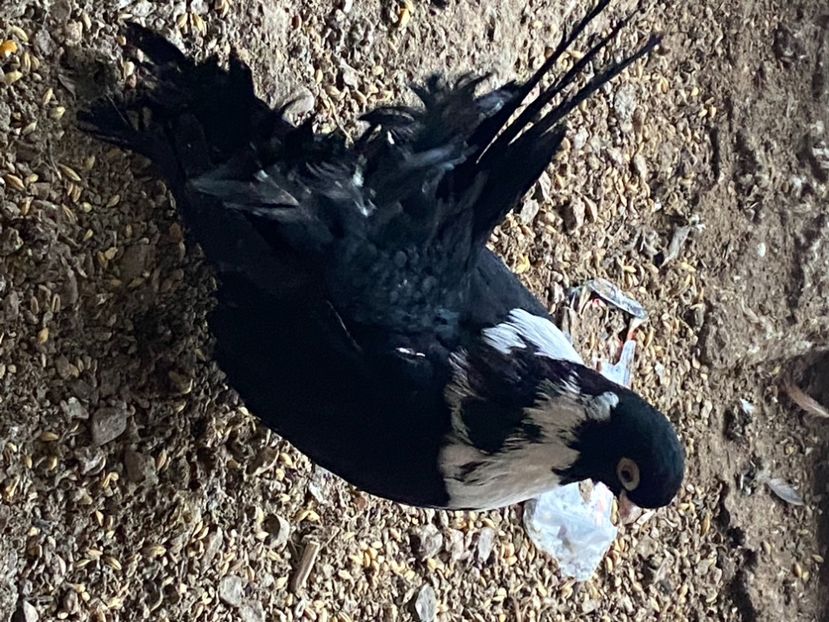 428171E2-AFD1-42FC-AC88-1E861552F348 - Negri turci