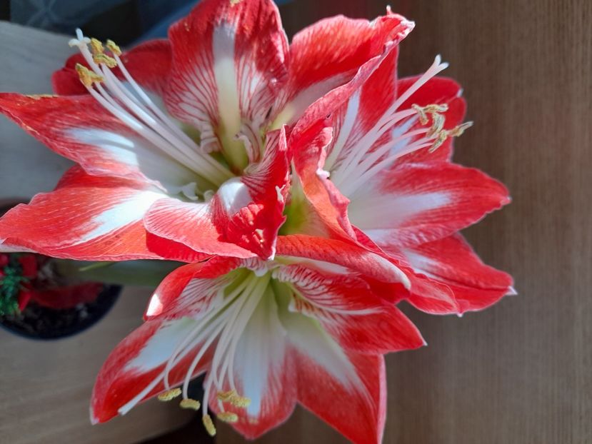 20210106_121814[1] - Amaryllis