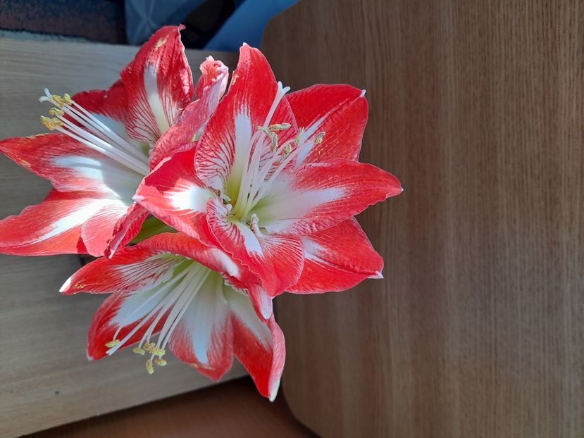 20210106_121818[1] - Amaryllis