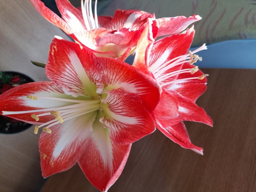 20210106_121822[1] - Amaryllis