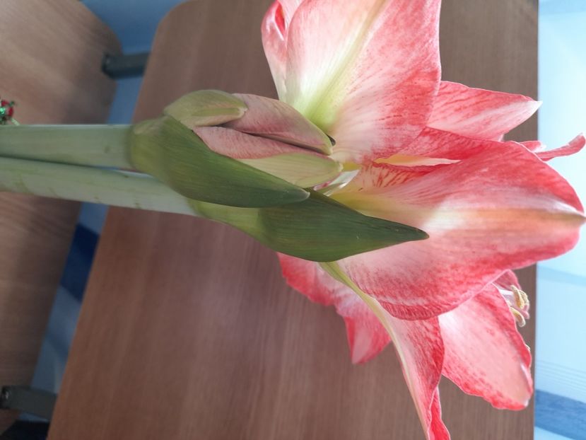 20210106_122239[1] - Amaryllis