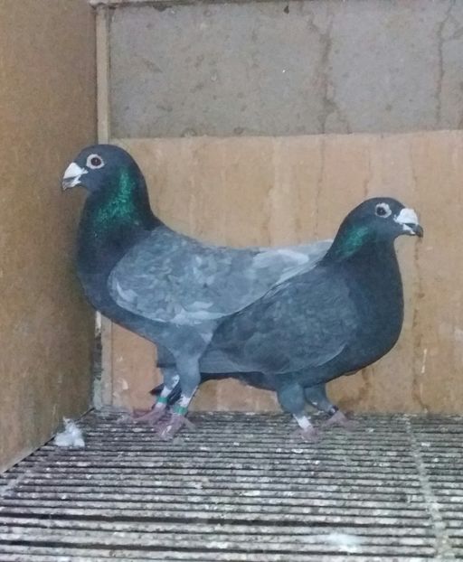 20210102_171805-1 - ANDALUZI HOMOZIGOTI