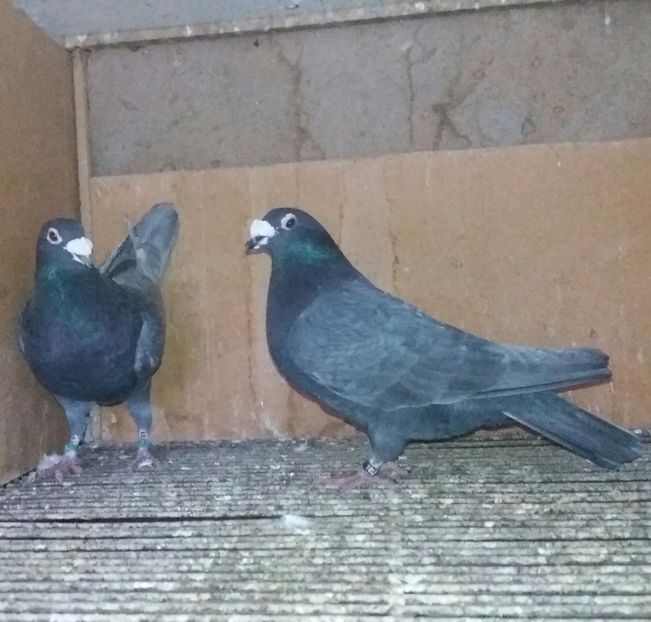 20210102_171819-1 - ANDALUZI HOMOZIGOTI