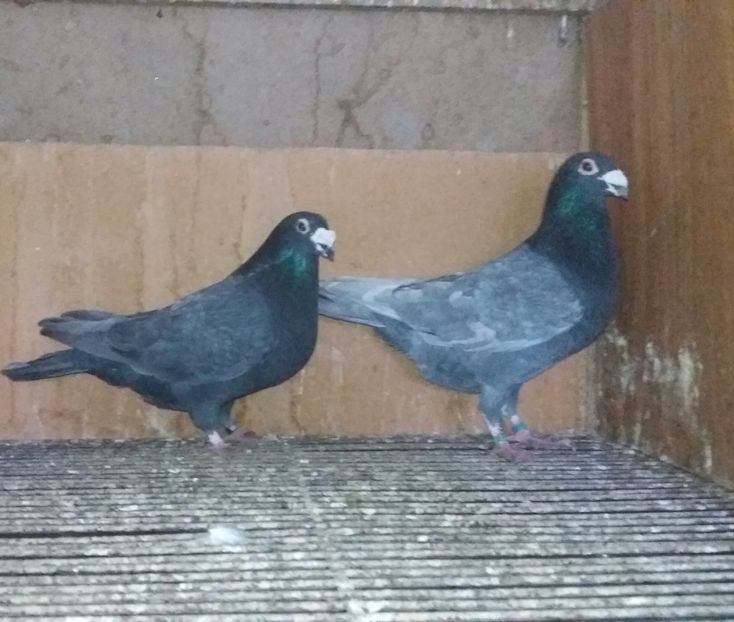 20210102_171840-1 - ANDALUZI HOMOZIGOTI