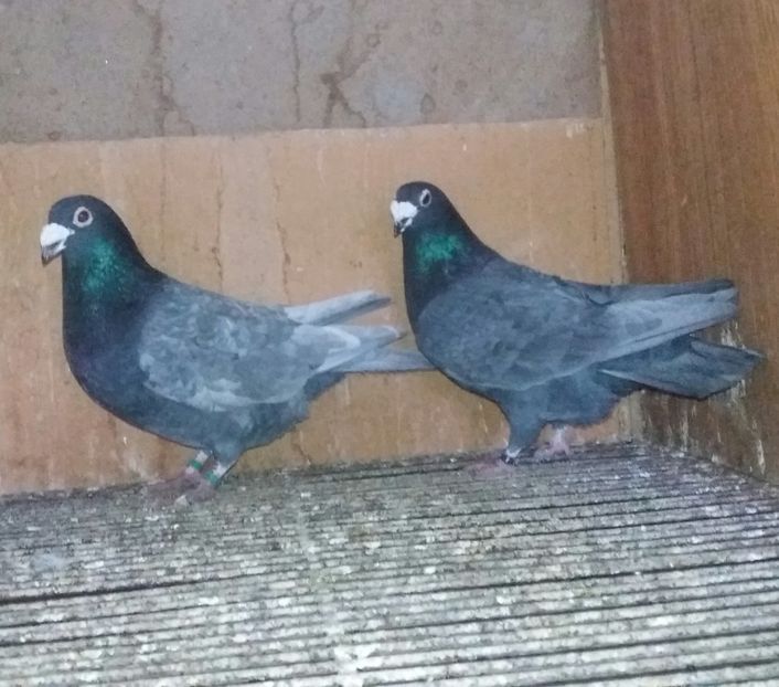 20210102_172018-1 - ANDALUZI HOMOZIGOTI