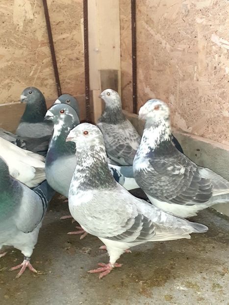  - Porumbei standard 2021