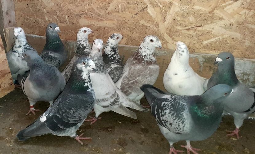  - Porumbei standard 2021