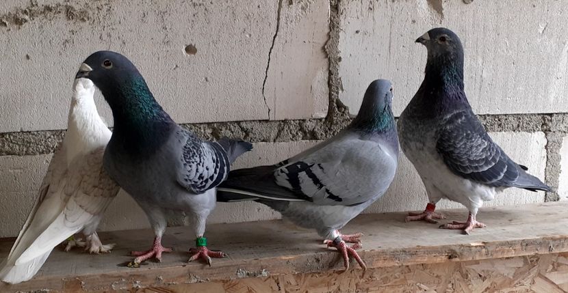  - Porumbei standard 2021