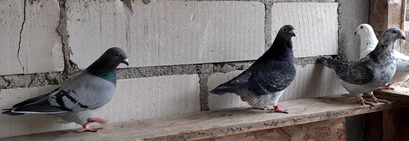  - Porumbei standard 2021