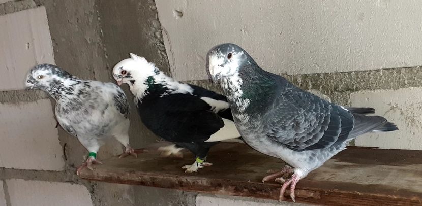  - Porumbei standard 2021