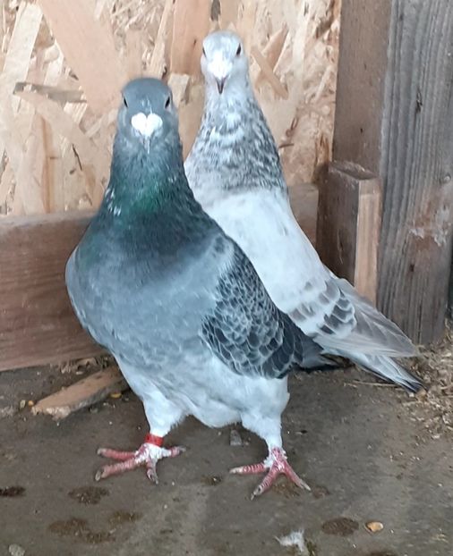  - Porumbei standard 2021